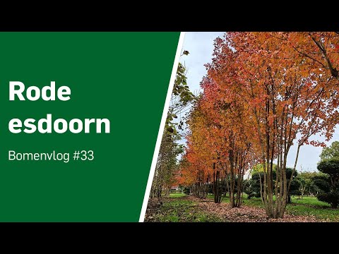 Video: Esdoorn rood. Decoratieve rode esdoorn