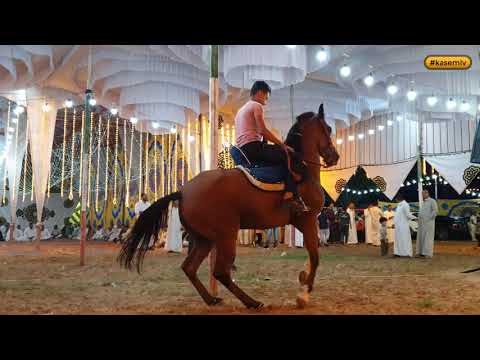 الحصان الأسود رقص الحصان العربي الاصيل علي المزمار الصعيدي