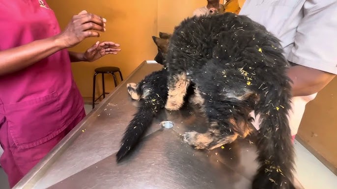 Kochada külotsiz yubkada Juda soqollangan