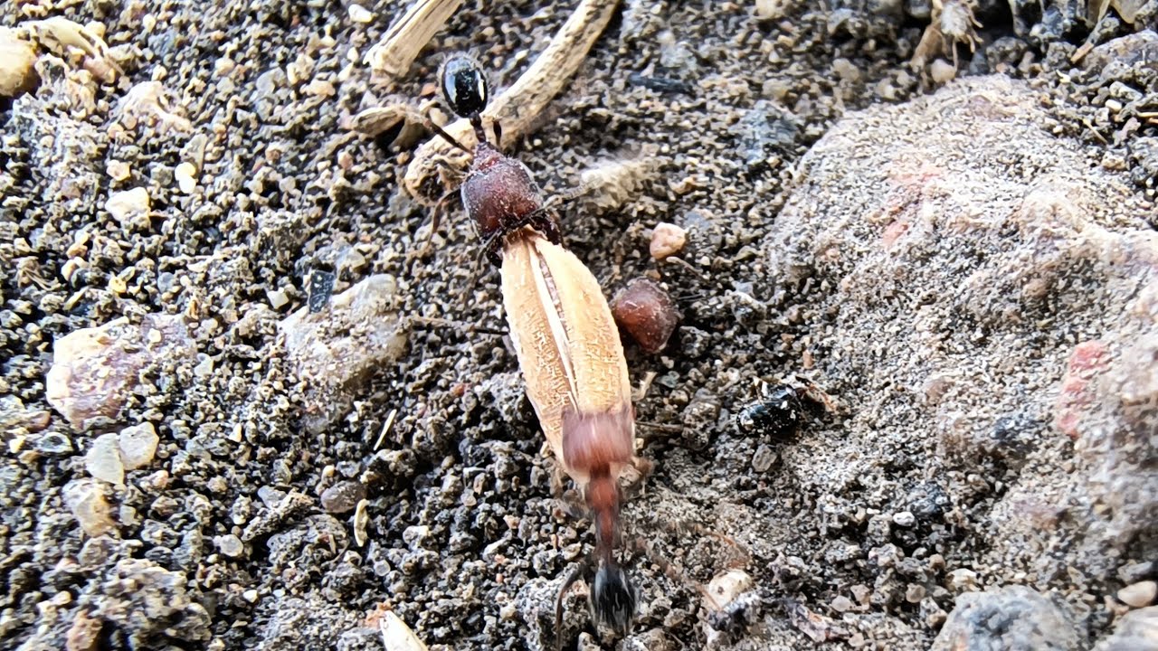 Ants struggling to carry a rice GRAIN! - YouTube