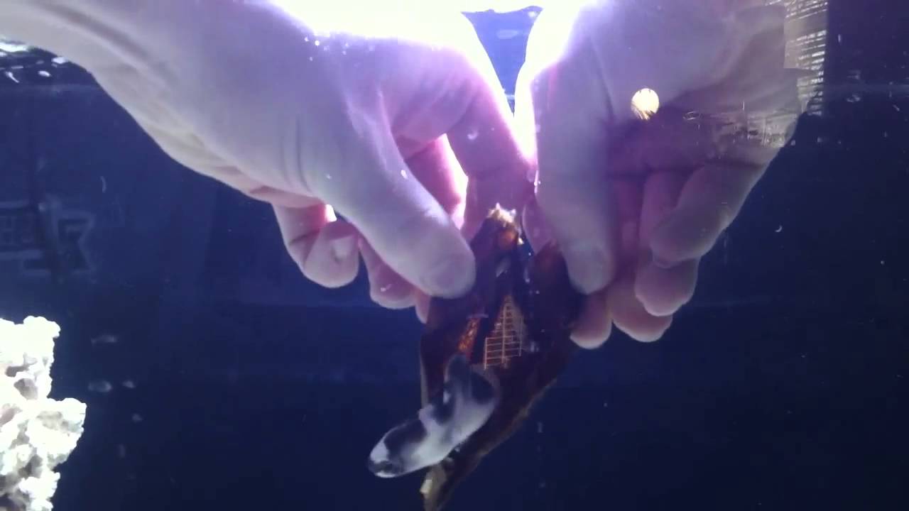 Banded cat shark hatch YouTube