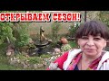 Благоустраиваю участок и навожу уют в доме. Высаживаю экзотическое растение. Жизнь семьи в деревне.