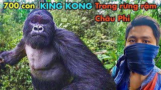 Đi Săn GORILLA, chạm trán Đàn Gorilla To Lớn