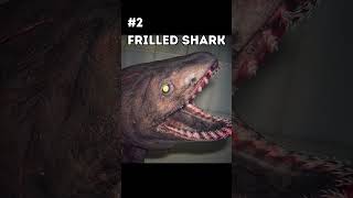 3 Strangest Shark Species😳 #shark #shorts