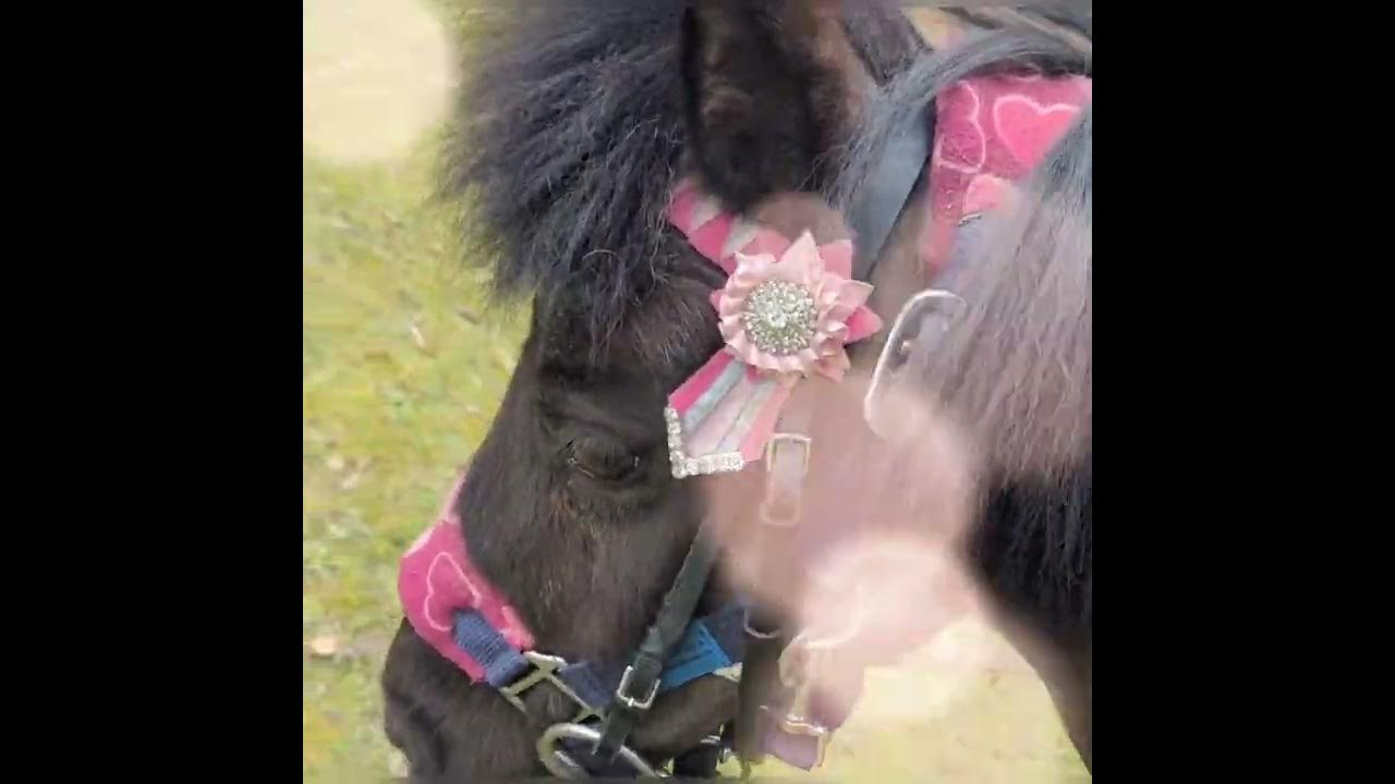 lunging a donkey Vs lunging a Shetland pony ️ YouTube