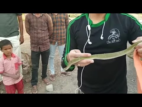 camera iphone 8 plus apk Snake in Brick Factory || देखो कहा छिपा था ये साॅप...
