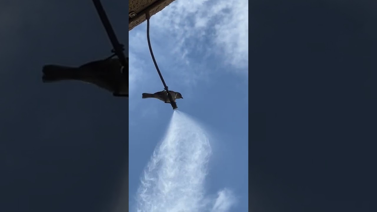 bird at work drinking misting water, 6 25 22