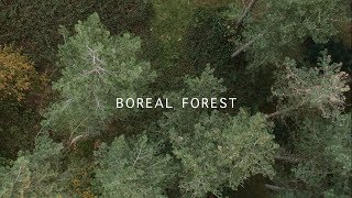 Vignette de la vidéo "Mammal Hands - Boreal Forest (Official Video) [Gondwana Records]"