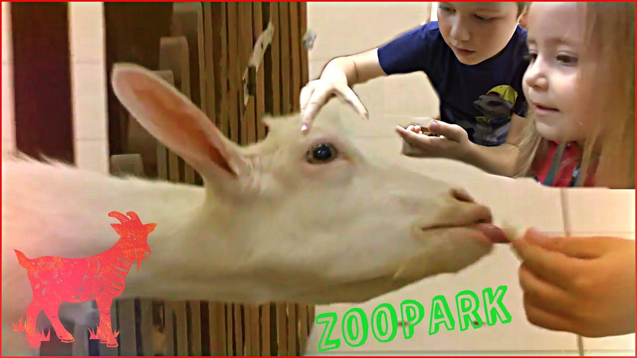 Sissy Island Petting Zoo