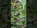 GARDEN BLACKBERRY.