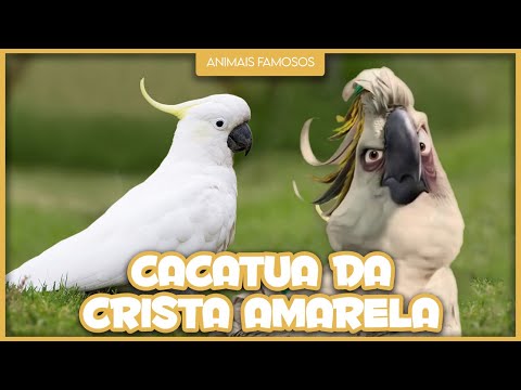 Vídeo: Onde vivem as cacatuas de crista amarela?