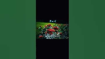 ان الله  مع الصابرين 😁 #القرآن_الكريم #تلاوة_خاشعة #اكسبلور #المصحف #مقاطع_دينية #راحة_نفسية #islam