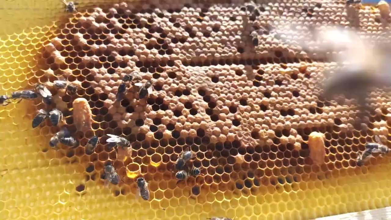 حل أولي لعلاج تكذيب خلايا النحل