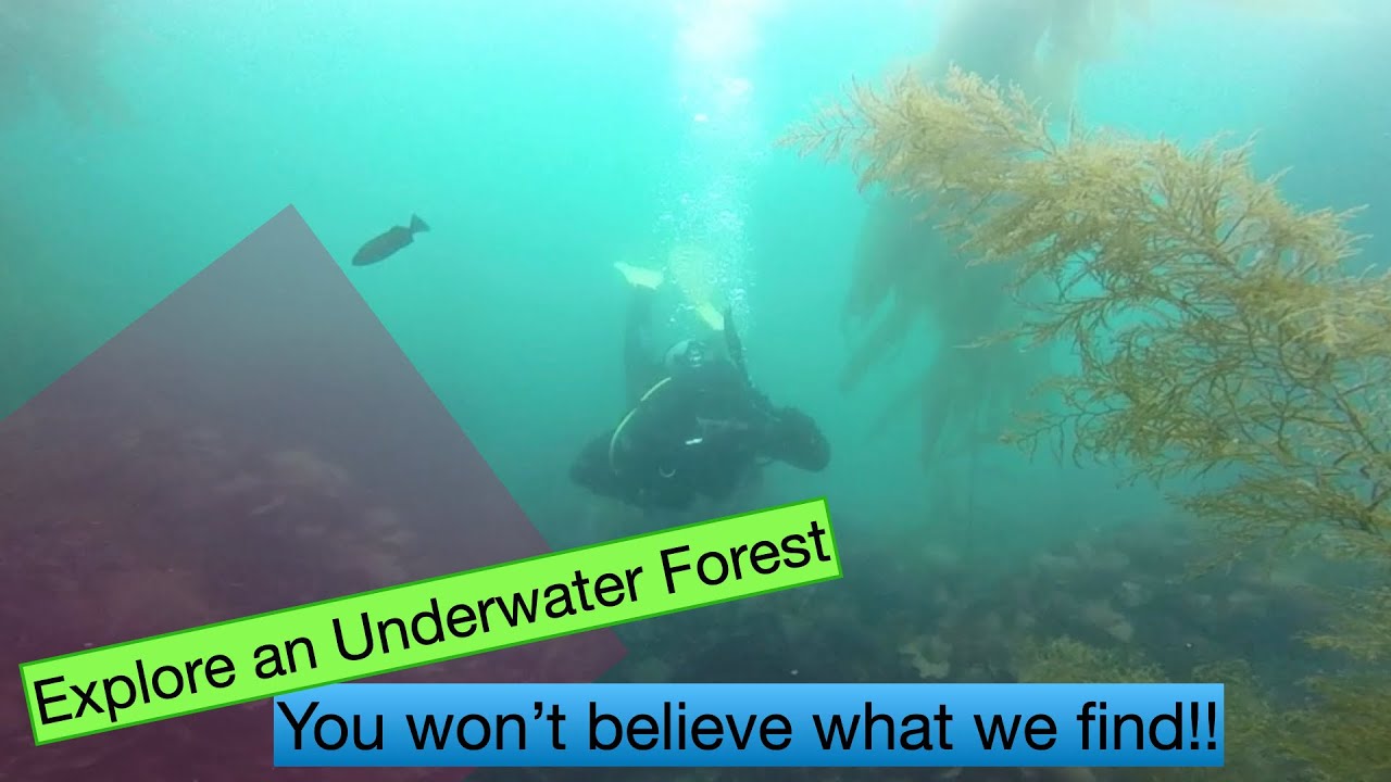 SCUBA Dive Monterey Bay