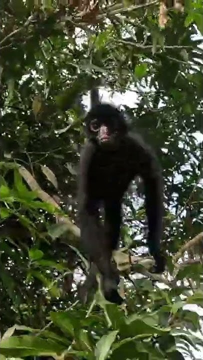 La Cambita Rurrenabaque Bolivia Youtube