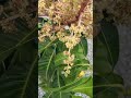 Carrie Mango planted in South Florida.