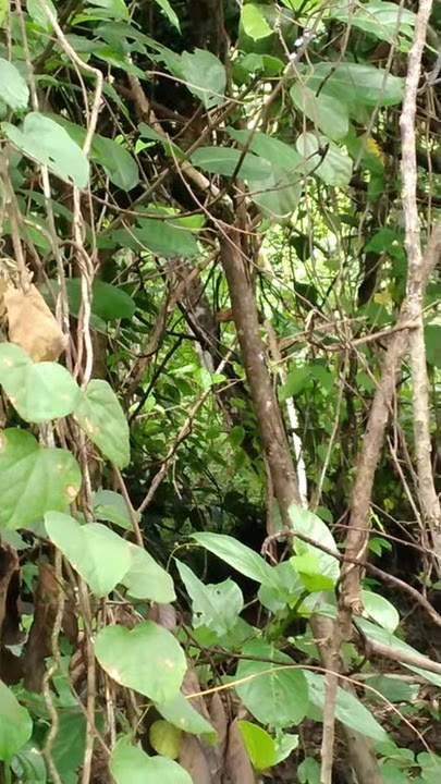 Penampakan burung tukik tikus/burung platuk terkecil di dunia