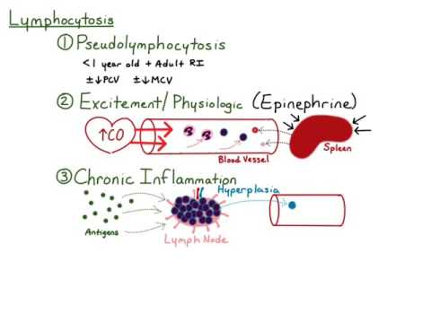 Video: Lymfocytose Hos Voksne Og Børn - årsager, Relativ Lymfocytose