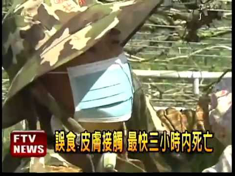 民視使用海賊團旗幟-葡萄催芽劑含劇毒無藥可救!