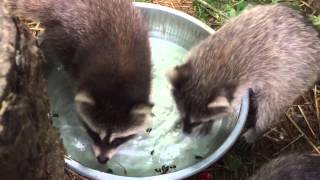 Whats in the pan?!  Baby raccoons investigate Japanese beetles