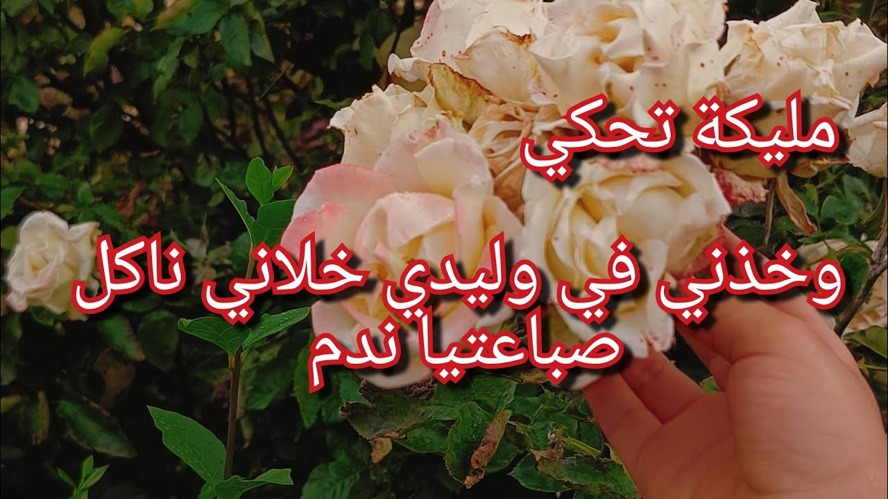 منامة خلات كلش يتكشف😱وخذني في وليدي قالي نديه للمسجد يصلي ونوقف عليه يتيم😭😭قلبي مضرار من هاذ الحكاية