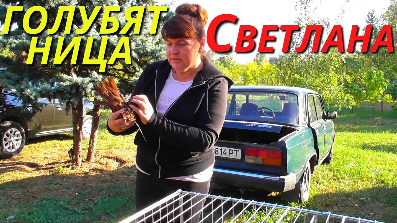 ЯРМАРКА ГОЛУБЕЙ г.Павлоград 01.10.2023 Голуби▶ Продажа▶ Цены💲📞 2-я часть