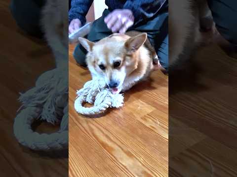 ブラッシングされるコーギー / A Corgi being brushed #コーギー #corgi #サクラ