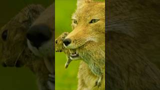 The fox that broke the internet with its face.😐 #TibetanFox #MiniSpark #Wildlife