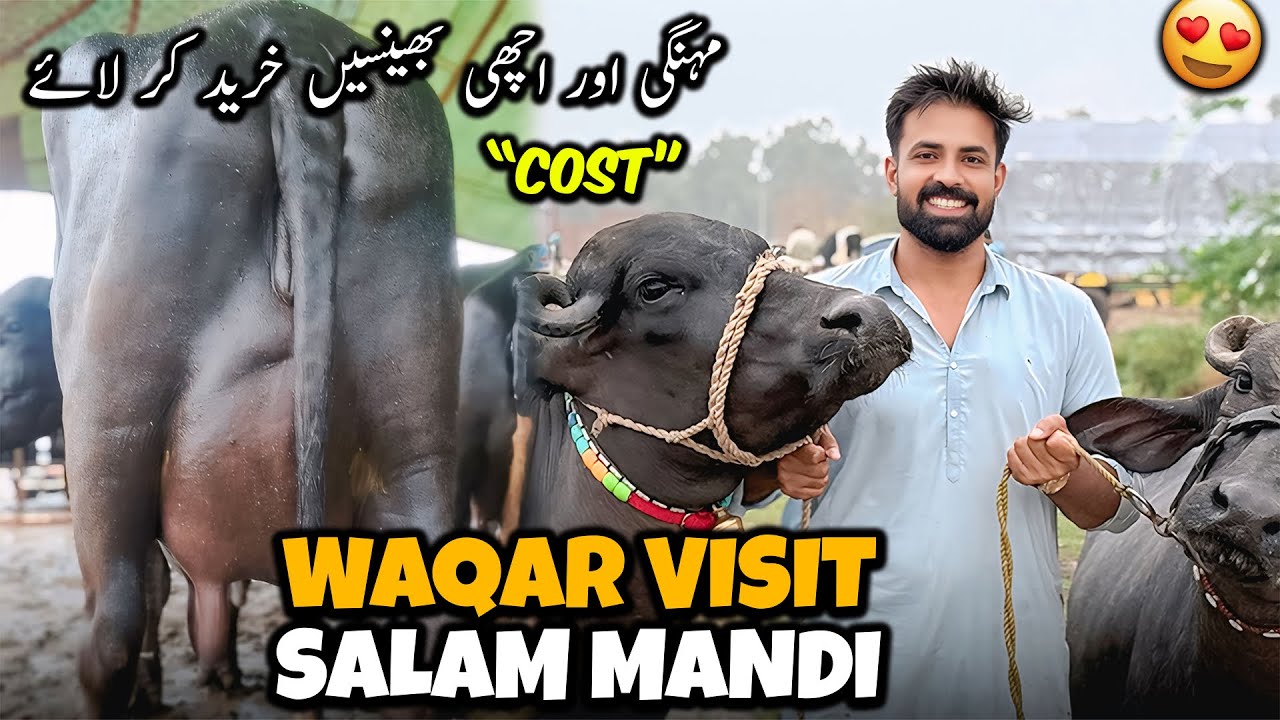Waqar Bhinder Visit Salam Mandi 🐃 | آج سب سے مہنگی اور اچھی بھینسیں خرید کر لائے