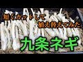 ☆九条ネギを短くカットして植え替えてみた☆ベタのオマケあり【誰にでもデキる！素人のゆる～い家庭菜園】