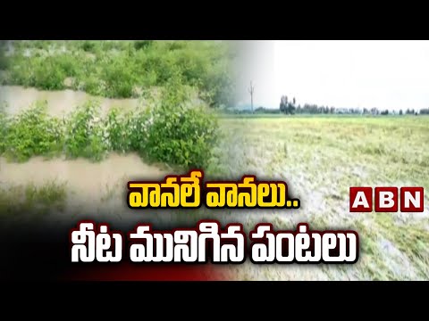 Weather News : వానలే వానలు.. నీట మునిగిన పంటలు | Heavy Rains In Andhra Pradesh | ABN Telugu - ABNTELUGUTV