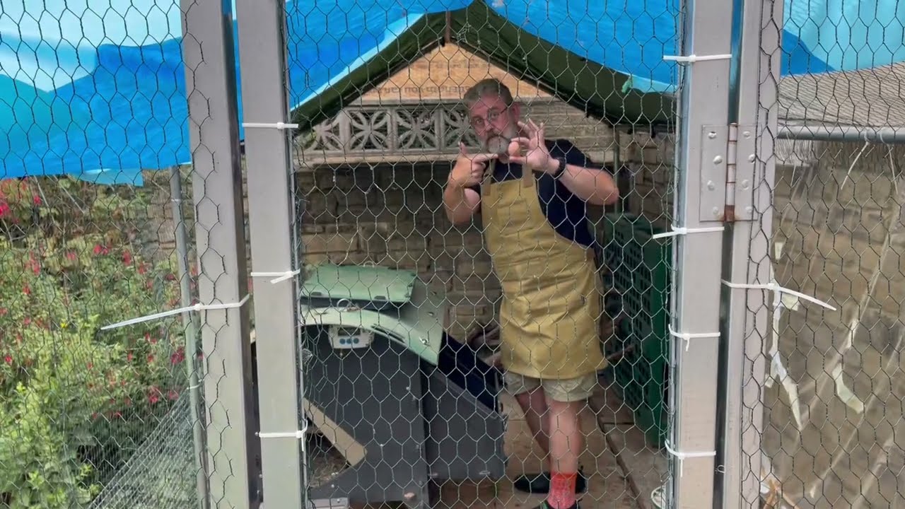 Operation BROODY HEN! (Why Bunty Can't Go in the Coop Today)