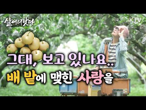 (강원 홍천/399회) 정성으로 가꾼 치유 과수원, '황금빛 꿀배'가 주렁주렁~🐝ㅣ#KTV #살어리랏다 #귀농 #귀촌 #배농장 #친환경농업 #치유