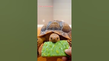 This turtle is not as cute as you think