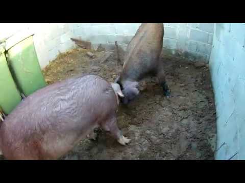 ევროპული დუროკი შევაჯვარე....