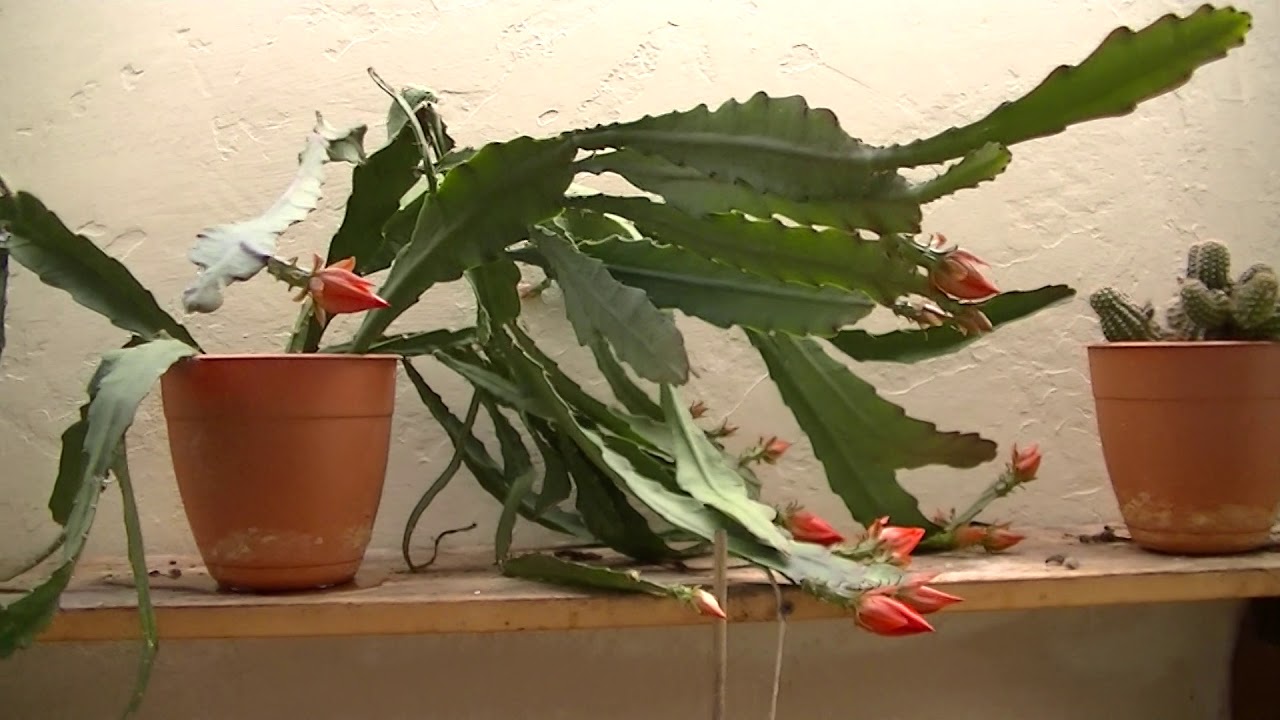 Orchid Cactus 4 22 19 