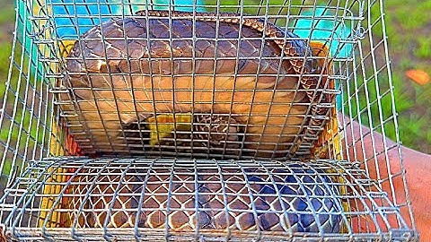 Đi Săn Trúng Ổ Rắn Khủng Lần Đầu Tiên Mới Gặp