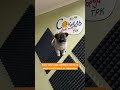 💃🏻А яка ваша улюблена? #music #work #radio #song #dog