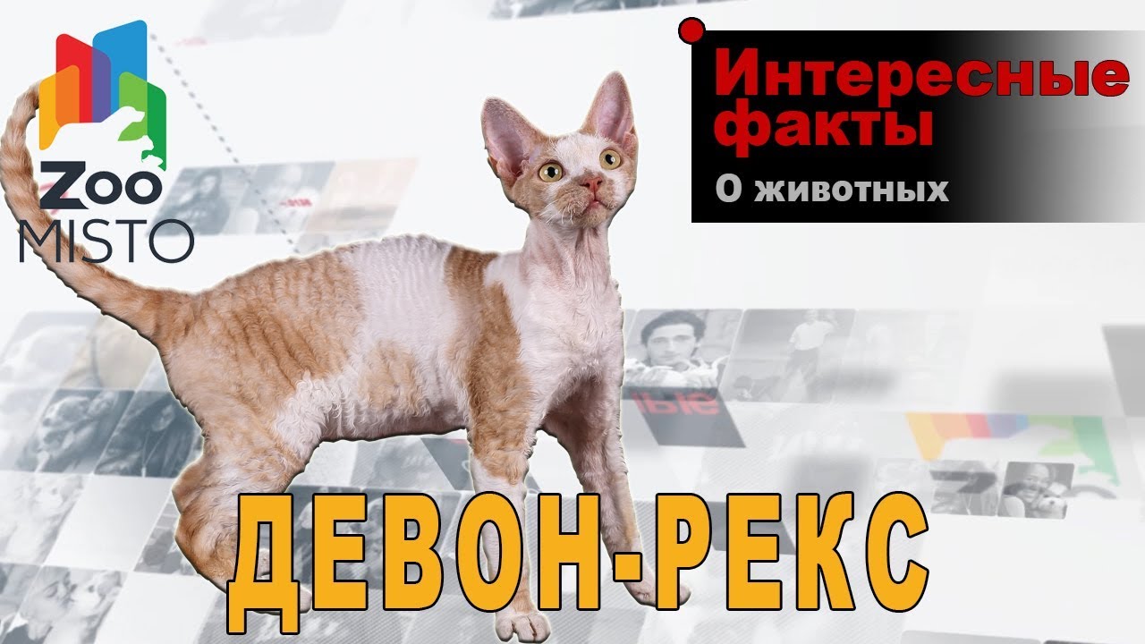 Девон Рекс Кошка Фото