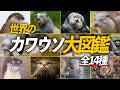 全種解説！ 世界のカワウソ大図鑑【ラッコもいるよ】