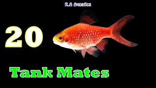 20 Tank Mates of Rosy Barbs | Top 20 Rosy Barb Tank Mates | Rosy Barb Compatible Tank Mates