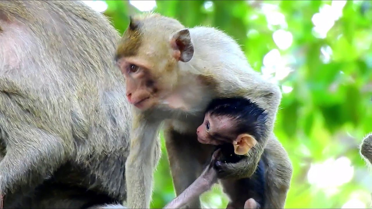 Because of Love Calvin, So Pity! Poor Abandon  CALVIN So Tired, No Milk So Long, Cos Chiko Kidnap