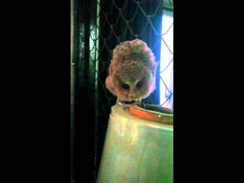 Cú mèo hay chim lợn j đó
