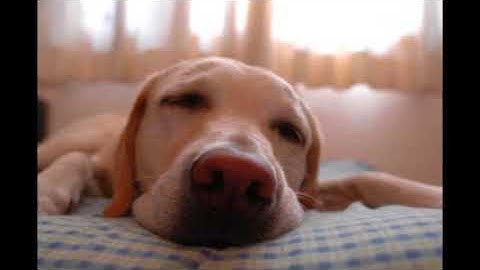 god made a dog