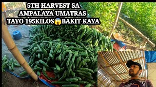 5TH HARVEST SA AMPALAYA UMATRAS TAYO NG 195 KILOS ,BAKIT KAYA