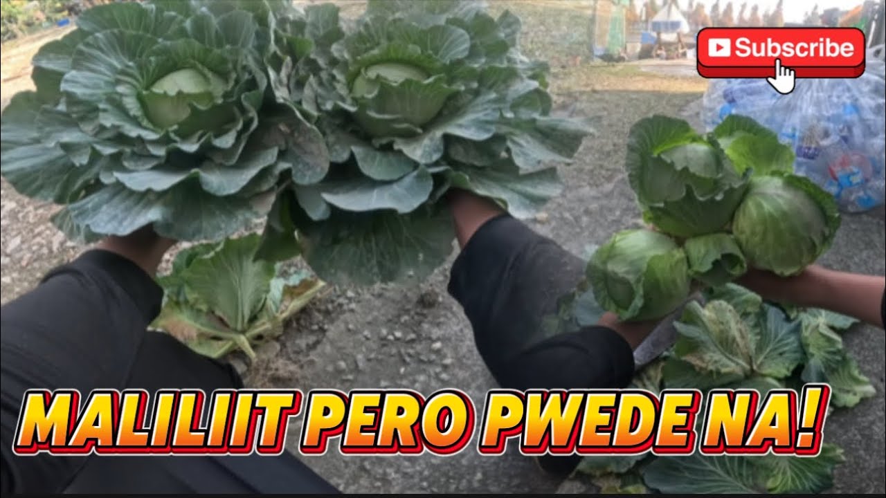 BACKYARD GARDENING || HINDI AKO NABIGO DAHIL GUSTO NG AKING MGA ALAGA!