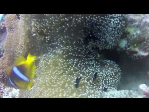 Diving Red Sea Sudan 3_7 sanganeb Reef - Parete