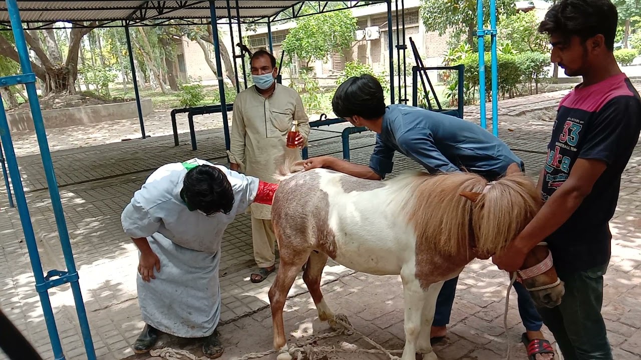 Pregnancy Diagnosis Miniature Horse Pony Horse Ultrasonography