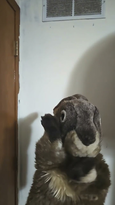 Bye Bye Bunny
