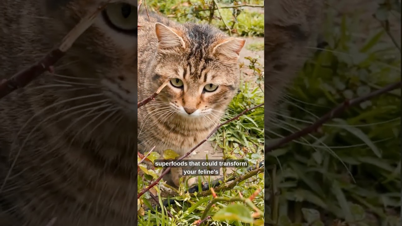 Superfoods for Super Cats 